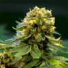 AK47 Cannabis seeds australia