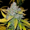 Blue Dream Auto Cannabis Seeds Australia