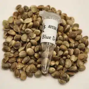 Blue Dream Auto Cannabis seeds Australia