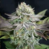 Blue Dream Cannabis seeds australia