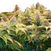 Bruce Banner Cannabis Seeds Australia