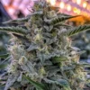 Bruce Banner Autoflowering cannabis seeds australia