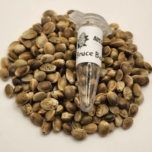 Bruce Banner Cannabis Seeds Australia