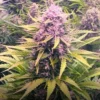 Do SI Dos Cannabis seeds australia