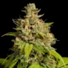 Durban Poison Cannabis Seeds Australia