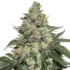 Girl Scout Cookies Auto seeds australia