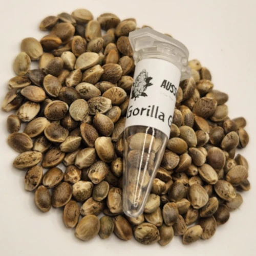 Gorilla Glue Autoflowering seeds Australia