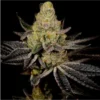 Grandady Purple Cannabis seeds Australia