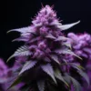 Grandady Purple Cannabis seeds Australia