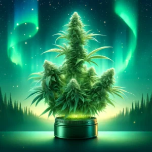 Northern Lights Autoflowering cannabis seeds