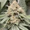 Northern Lights Autoflowering Seeds Australia