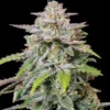 Runtz Autoflowering Seeds Australia