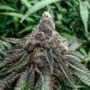 Runtz Cannabis Seeds Australia