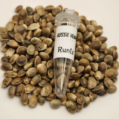 Runtz Cannabis Seeds Australia