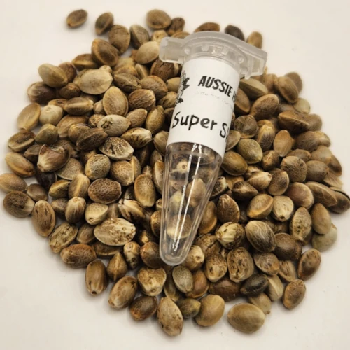 Super Skunk Seeds Australia