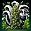 Super Skunk Cannabis Seeds