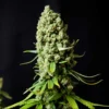 Super Skunk Seeds Australia