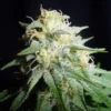 White Widow Autoflower Seeds Australia