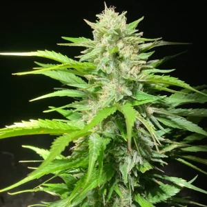 White Widow Seeds Australia