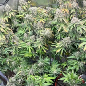 White Widow Weed Seeds