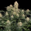 skunk autoflowering seeds australia