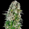 5 Alive Cannabis seeds Australia