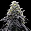 AK47 Cannabis seeds Australia