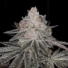 Apple Fritter Cannabis seeds australia