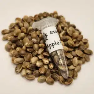 Apple Fritter Cannabis seeds australia