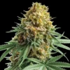 Apple Fritter Autoflowering cannabis seeds australia