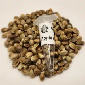 Apple Fritter Autoflowering CAnnabis seeds australia