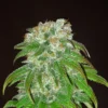 Big Bud Cannabis seeds Australia