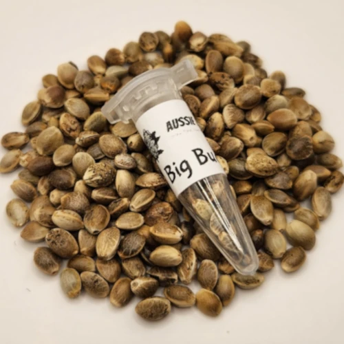 Big Bud Fast version cannabis seeds Australia