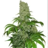 Big Big Cannabis Seeds Australia