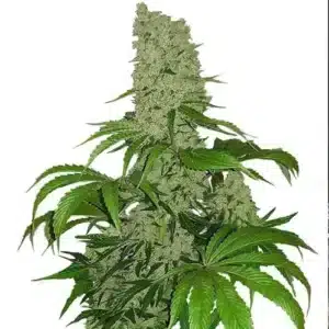 Big Big Cannabis Seeds Australia