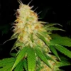 Black Widow Cannabis Seeds Australia