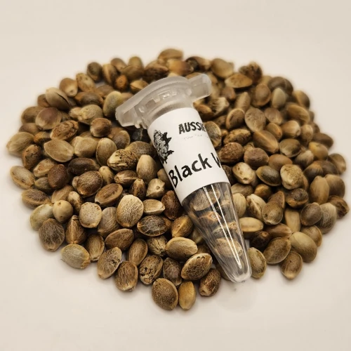 Black Widow CAnnabis Seeds Australia