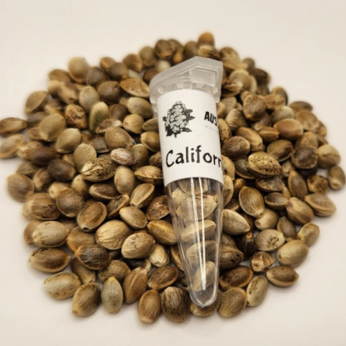 California Dream Cannabis seeds Australia