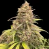 Deelite Autoflowerign Cannabis Seeds Australia