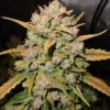 Durban Poison Autoflowering Seeds Australia - Aussie Hemp Seeds