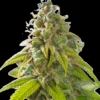 Fruit Auto cannabis seeds australia