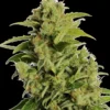 Fruity Pebbles Cannabis Seeds Australia