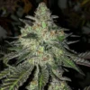 Gelato Cannabis Seeds Australia