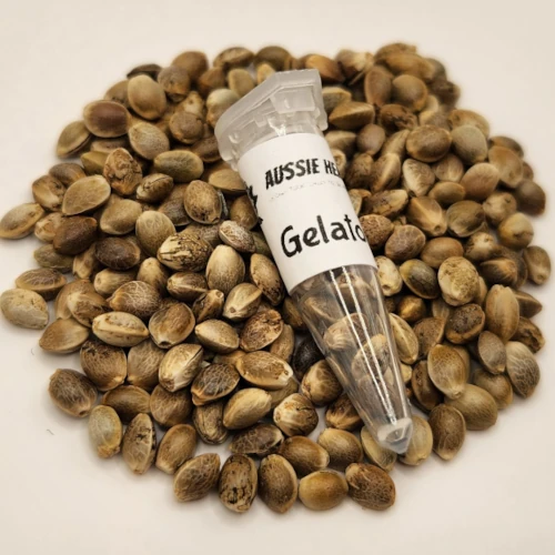 Gelato Cannabis seeds Australia