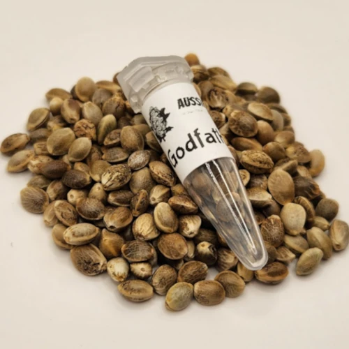 Godfather OG Cannabis Seeds Australia