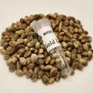 Gold Leaf Cannabis seeds Australia