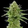 Pine Autoflowering cannabis seeds australia