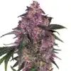 Purple Kush Cannabis seeds Australia