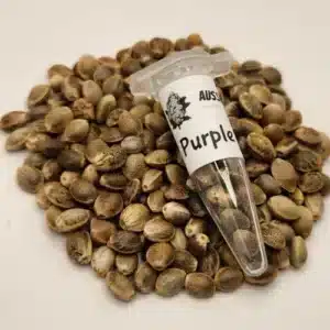 Purple Kush Cannabis seeds Australia