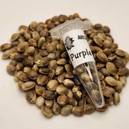 Purple Kush Cannabis seeds Australia